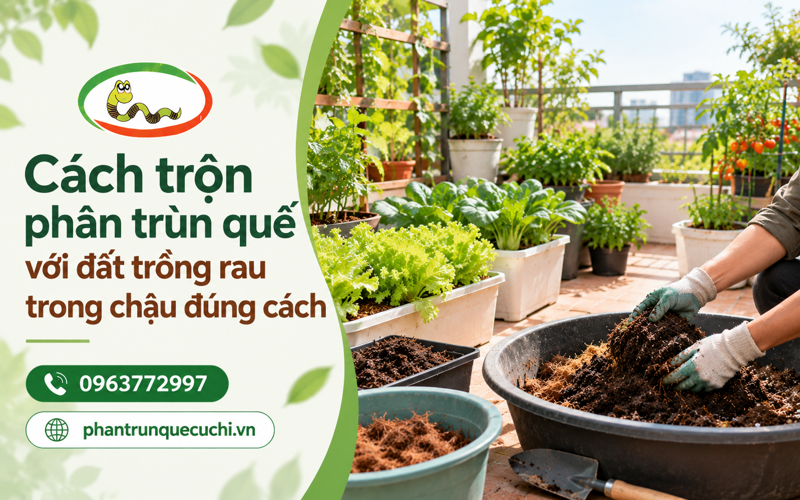 Trộn phân trùn quế với đất theo tỷ lệ phù hợp giúp tạo môi trường thuận lợi cho bộ rễ phát triển