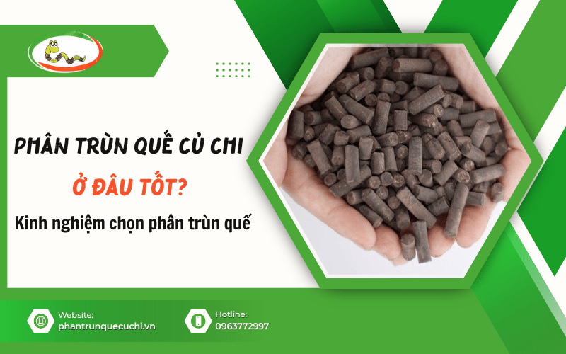 phân trùn quế Củ Chi