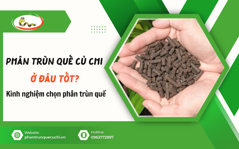 phân trùn quế Củ Chi
