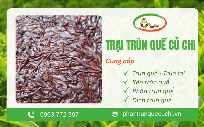 Trại Trùn Quế Củ Chi
