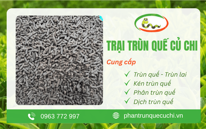 Trại Trùn Quế Củ Chi