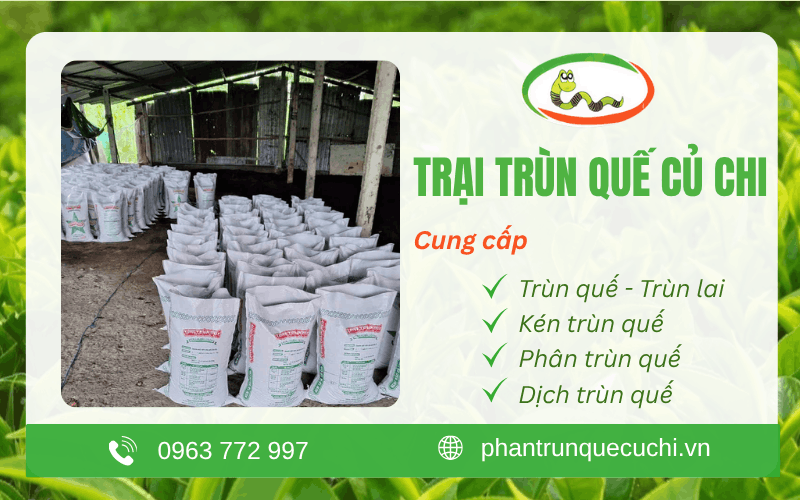 Trại Trùn Quế Củ Chi