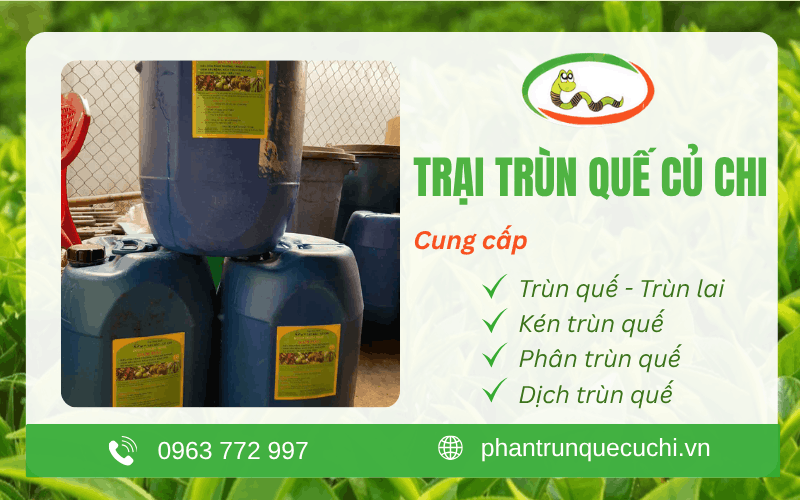 Trại Trùn Quế Củ Chi