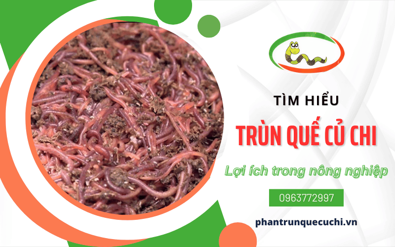 trùn quế Củ Chi 