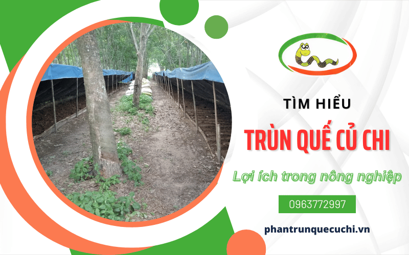 trùn quế Củ Chi 