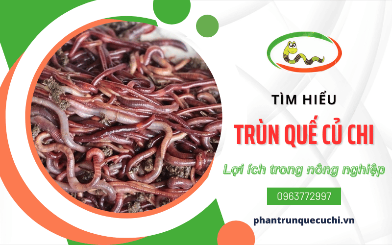 trùn quế Củ Chi 