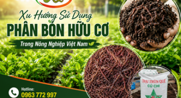 Xu Hướng Sử Dụng Phân Bón Hữu Cơ Trong Nông Nghiệp Việt Nam