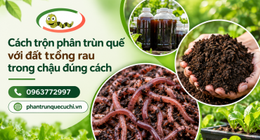 Cách trộn phân trùn quế với đất trồng rau trong chậu đúng cách
