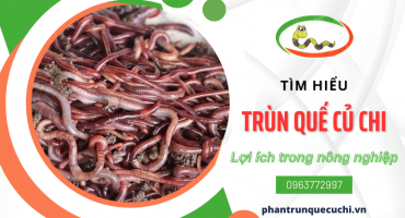 Trùn quế Củ Chi và những lợi ích cho nông nghiệp bền vững hiện nay
