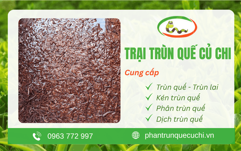 Trang trại trùn quế Củ Chi
