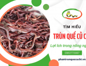 Trùn quế Củ Chi và những lợi ích cho nông nghiệp bền vững hiện nay