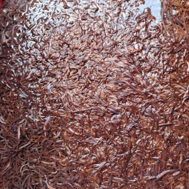 Trùn Quế (loại 1)
